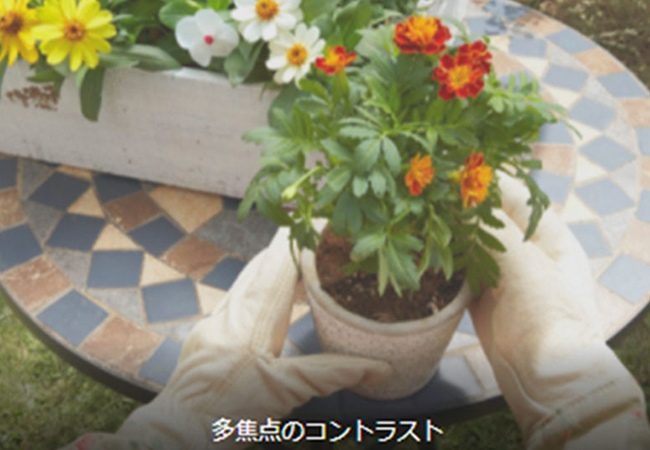 多焦点のコントラスト